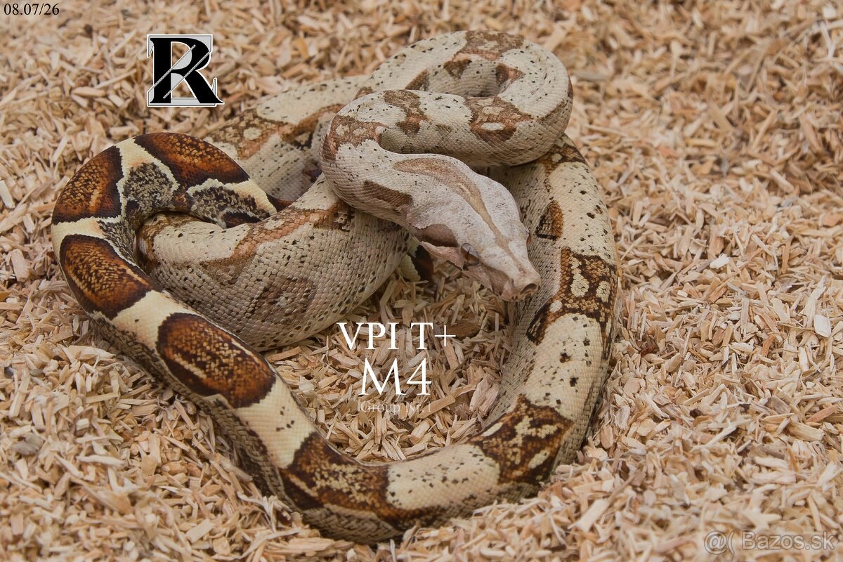 Boa constrictor - 4