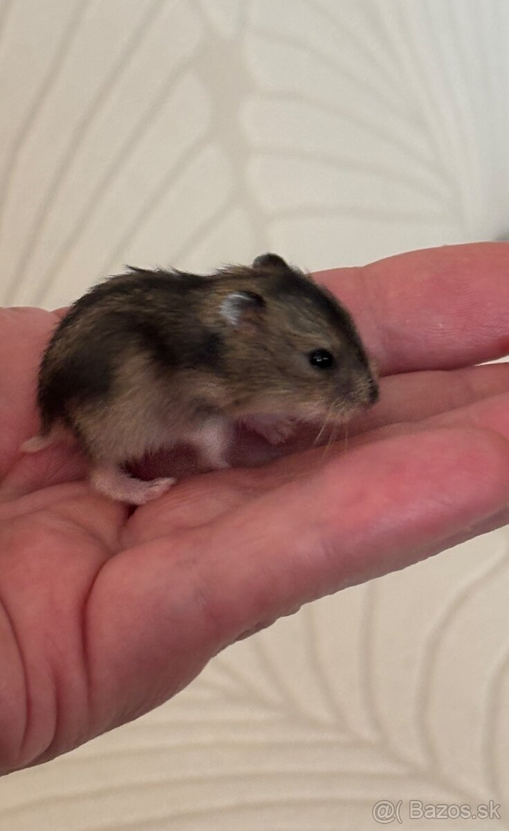 šrečky džungalske - 4