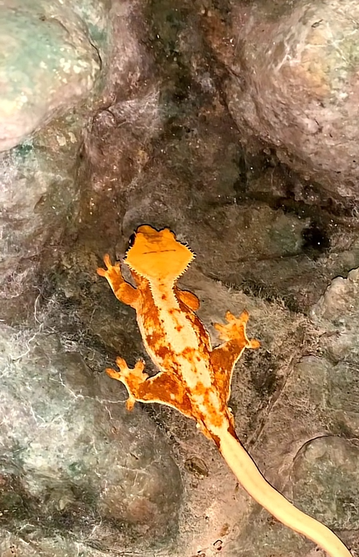 Pagekon riasnaty - 4