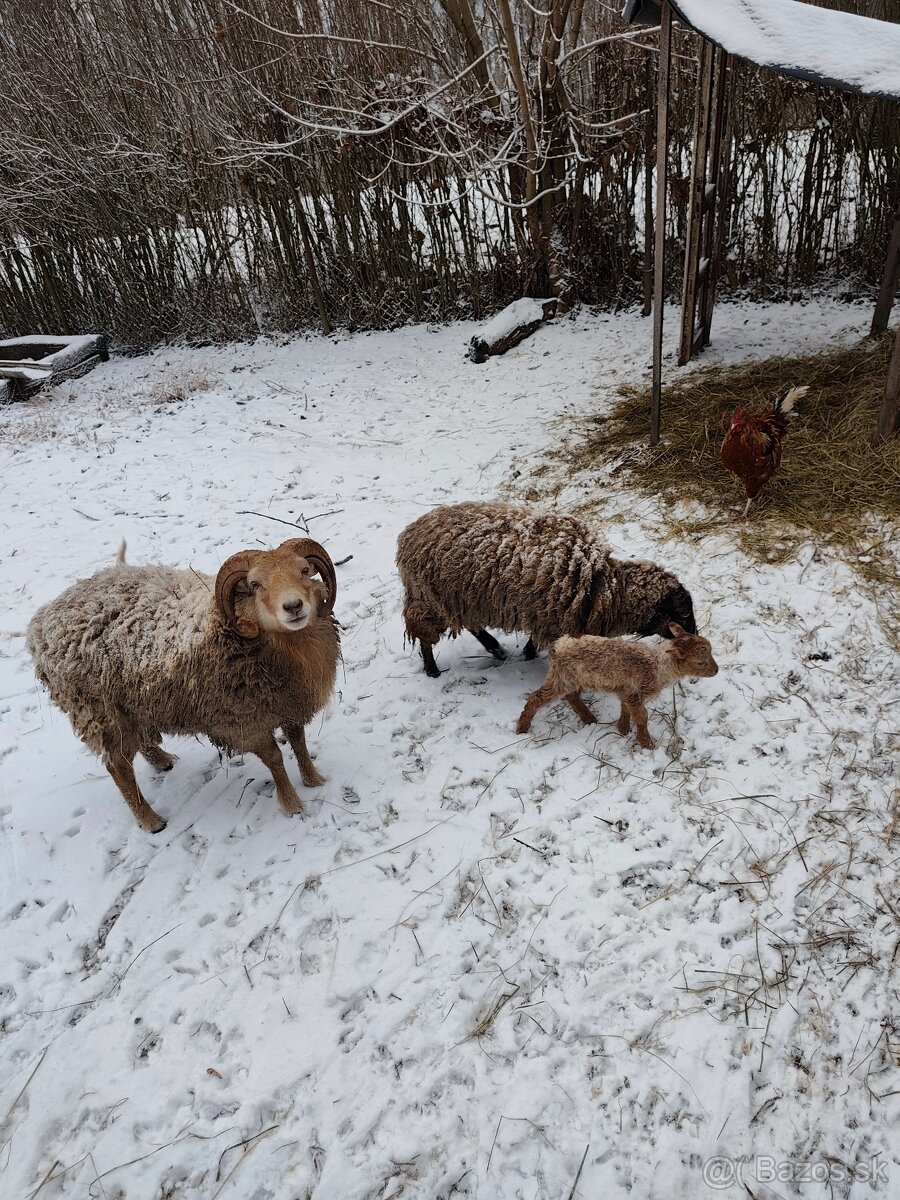 Baranček, Ouessantská ovca - 4