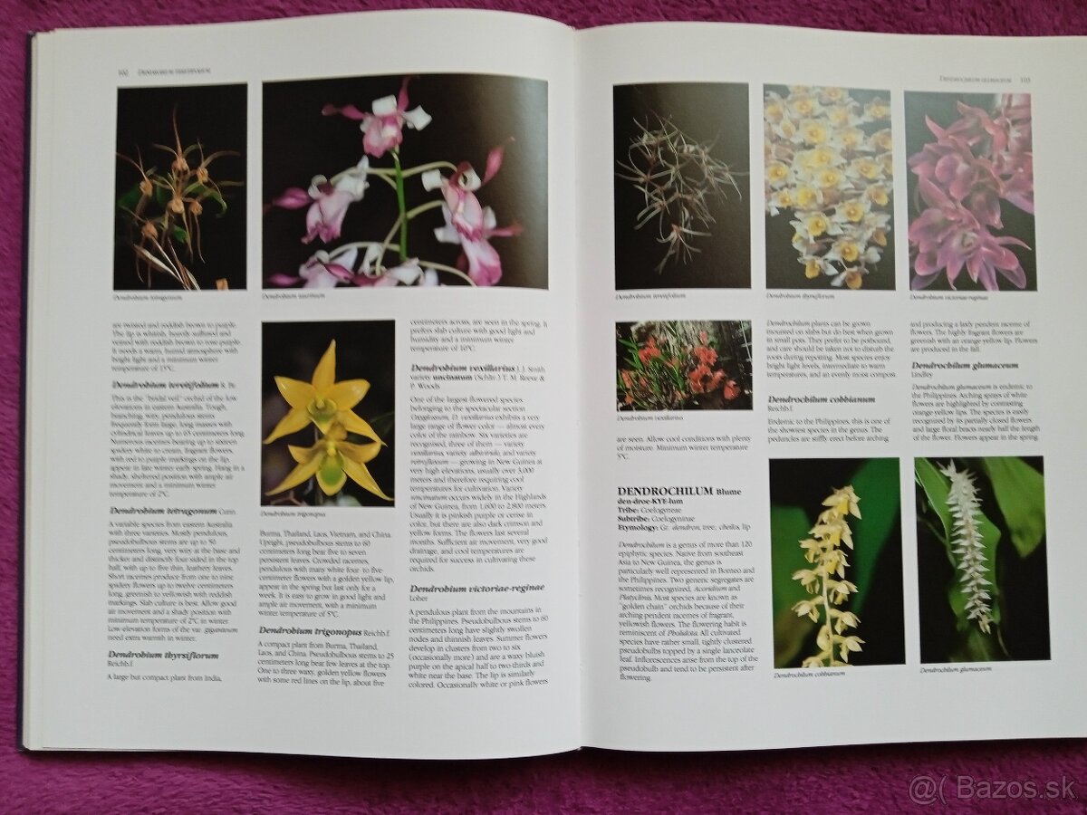 Ilustrovaná encyklopédia orchideí v angličtine - 4