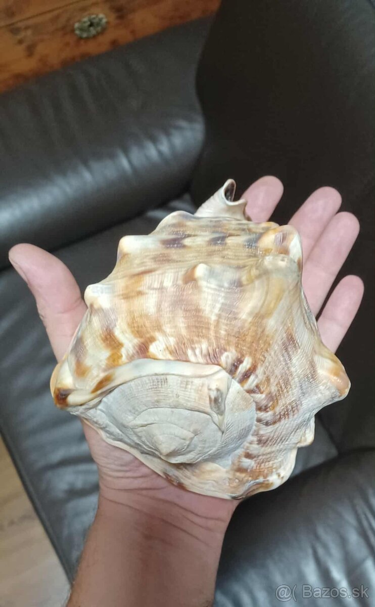 Krásna stará veľká mušľa - 4