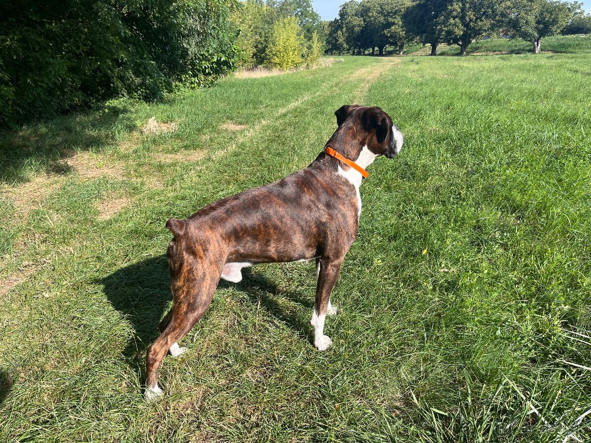 Nemecký boxer na krytie - 4