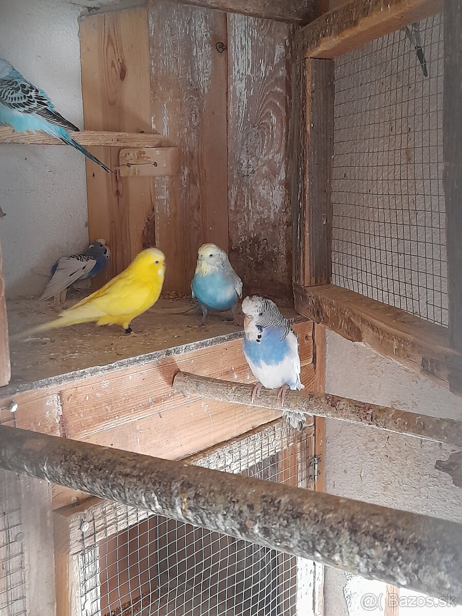 Andulky mladata 2025 - 4