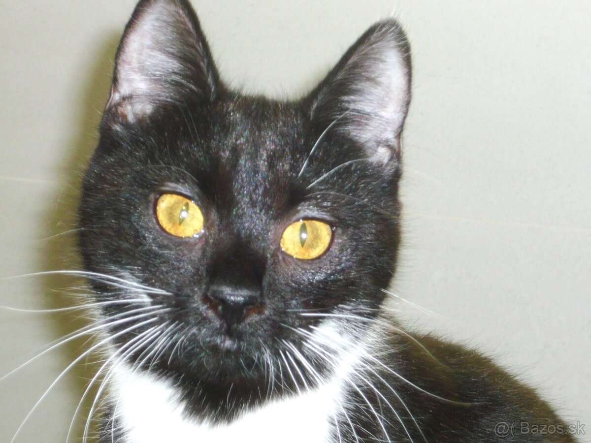 Čaká na dobrú rodinku - 4