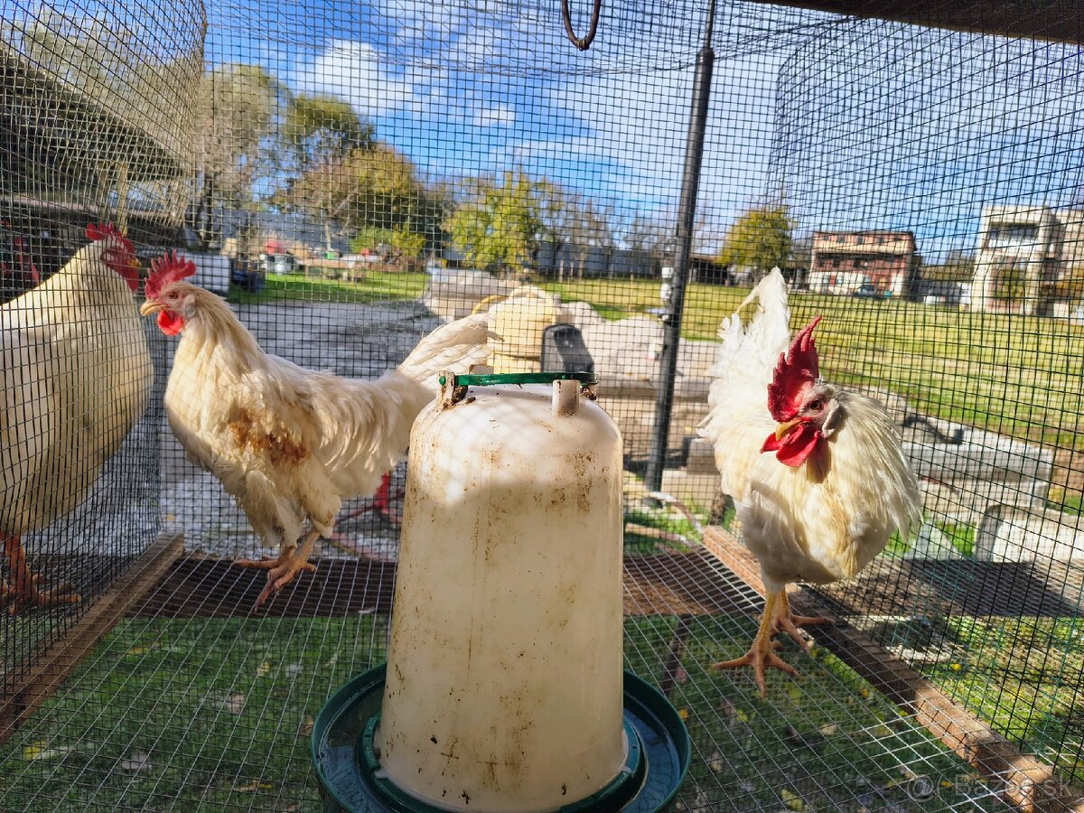 Predám mladých kohútov toho ročnych - 4