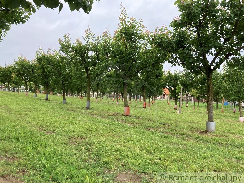 Marhuľový sad na rozľahlom pozemku s možnosťou výstavby ro - 4