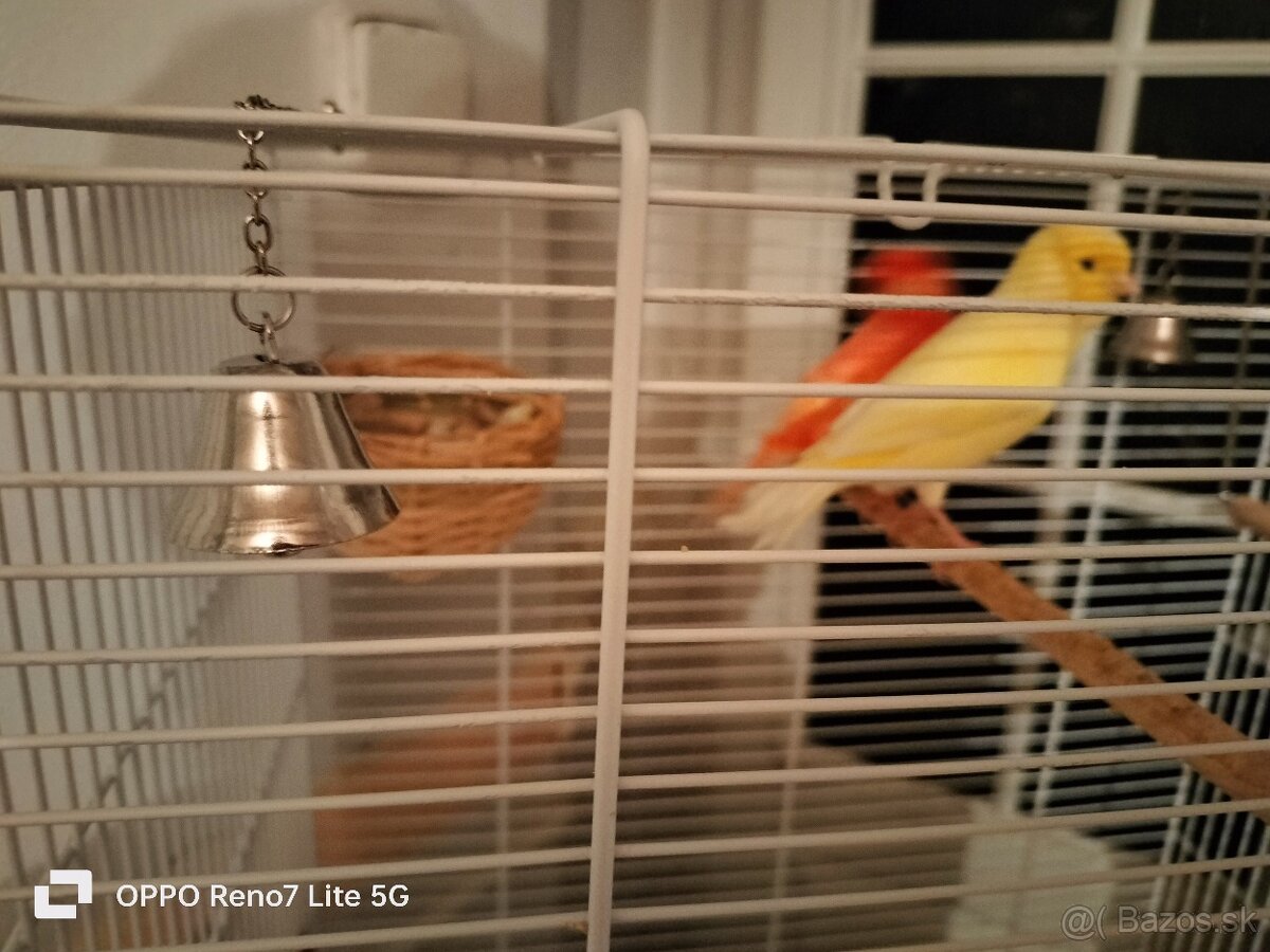 Predám kanáriky - 4