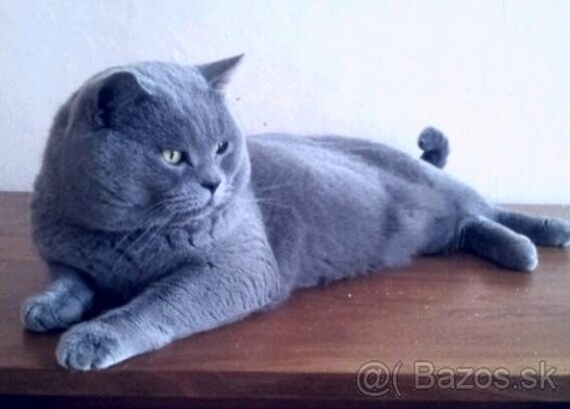 Britská modrá mačka - mačiatka - 4