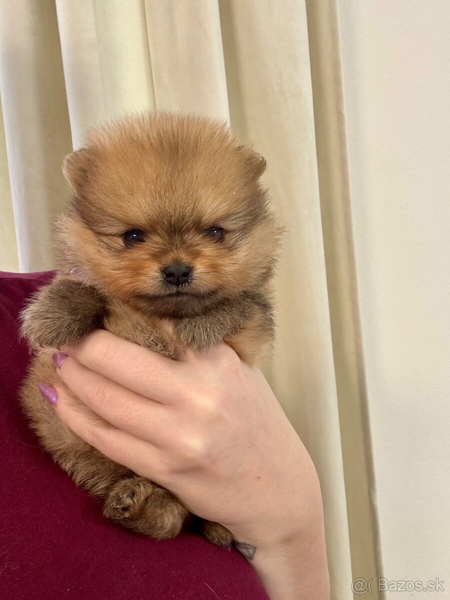 Pomeranian s PP - fenečka - 4