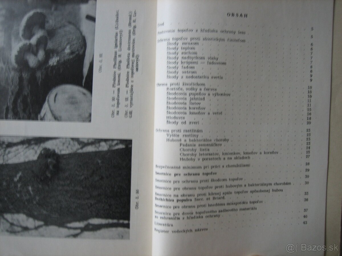 Ochrana topoľov. Hmyz. Huby. - 4