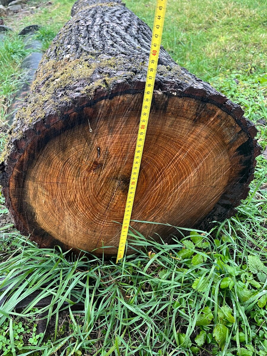 Dubová guľatina - 4