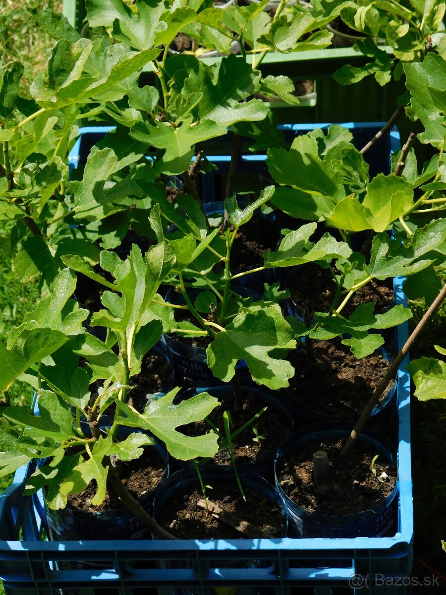 Figa - figovníky - 4