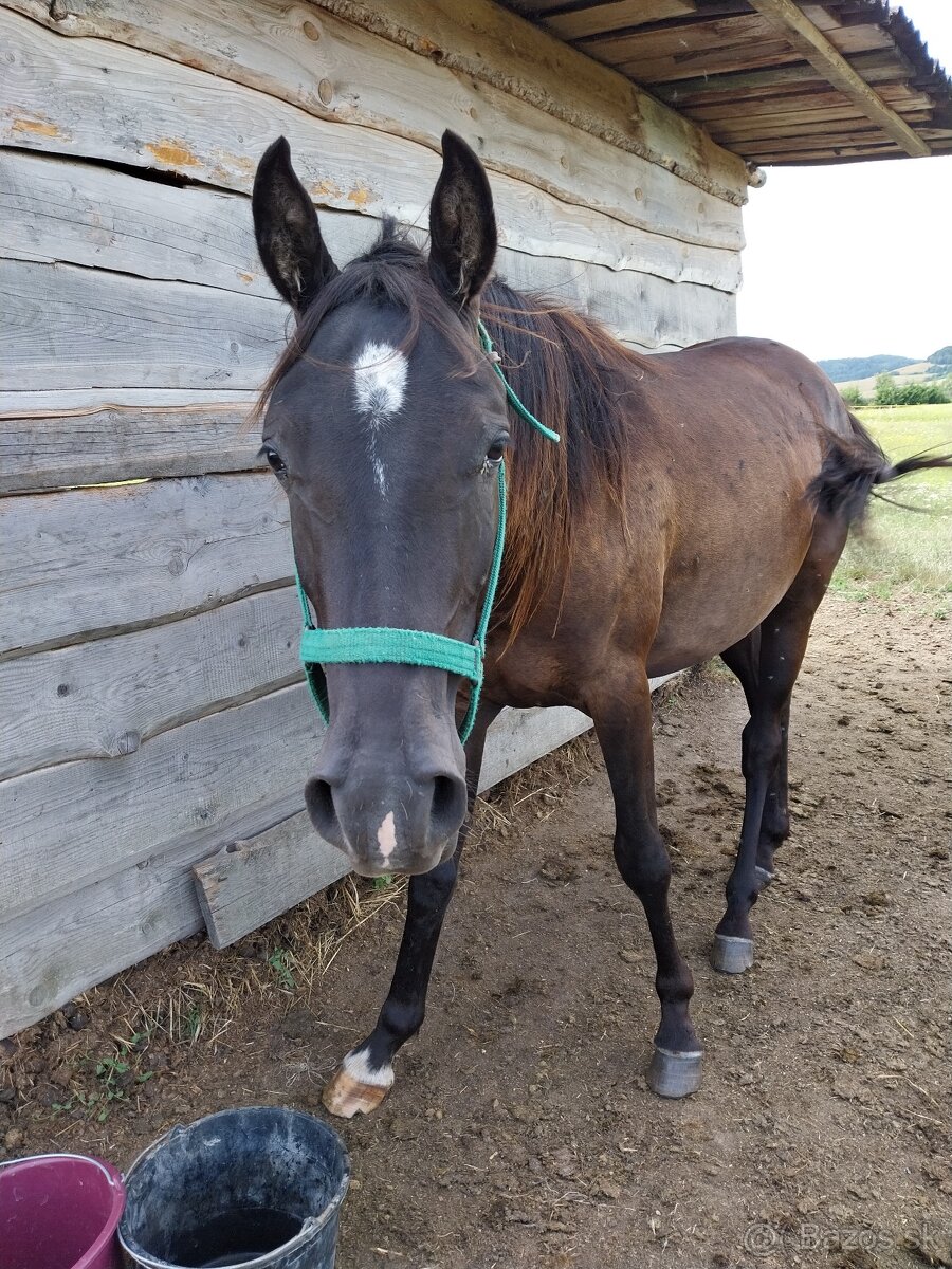 Arabský plnokrvník žrebec - 4