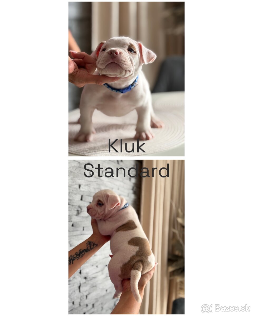 American Bully s PP - 4