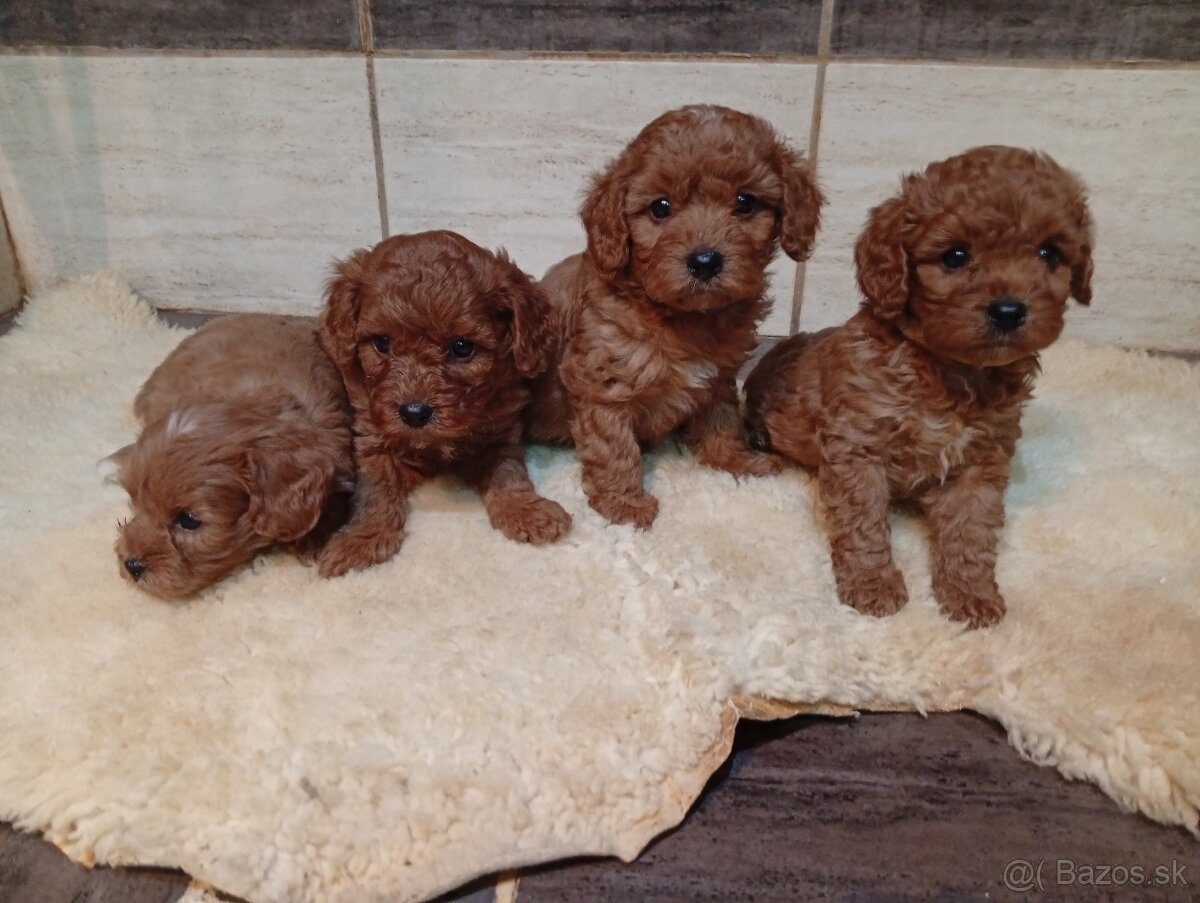 Cavapoo - 4