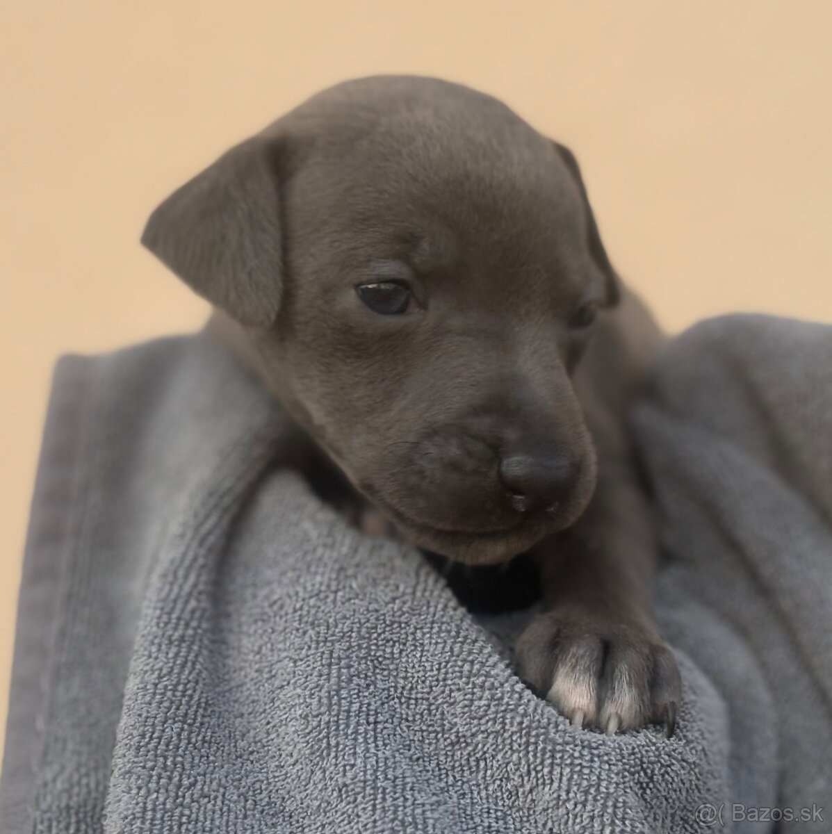 Taliansky chrtik - 4