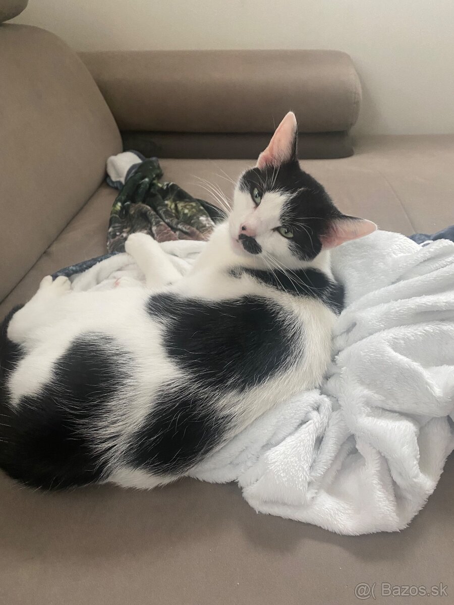 Darujem Kocúrika - 4