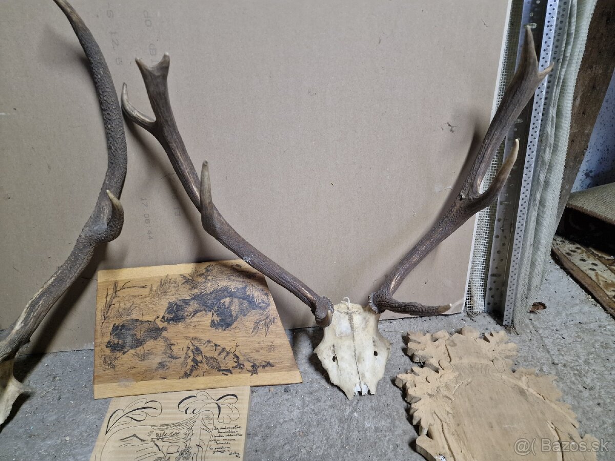 Predám Zhody, parožie,trofeje - 4