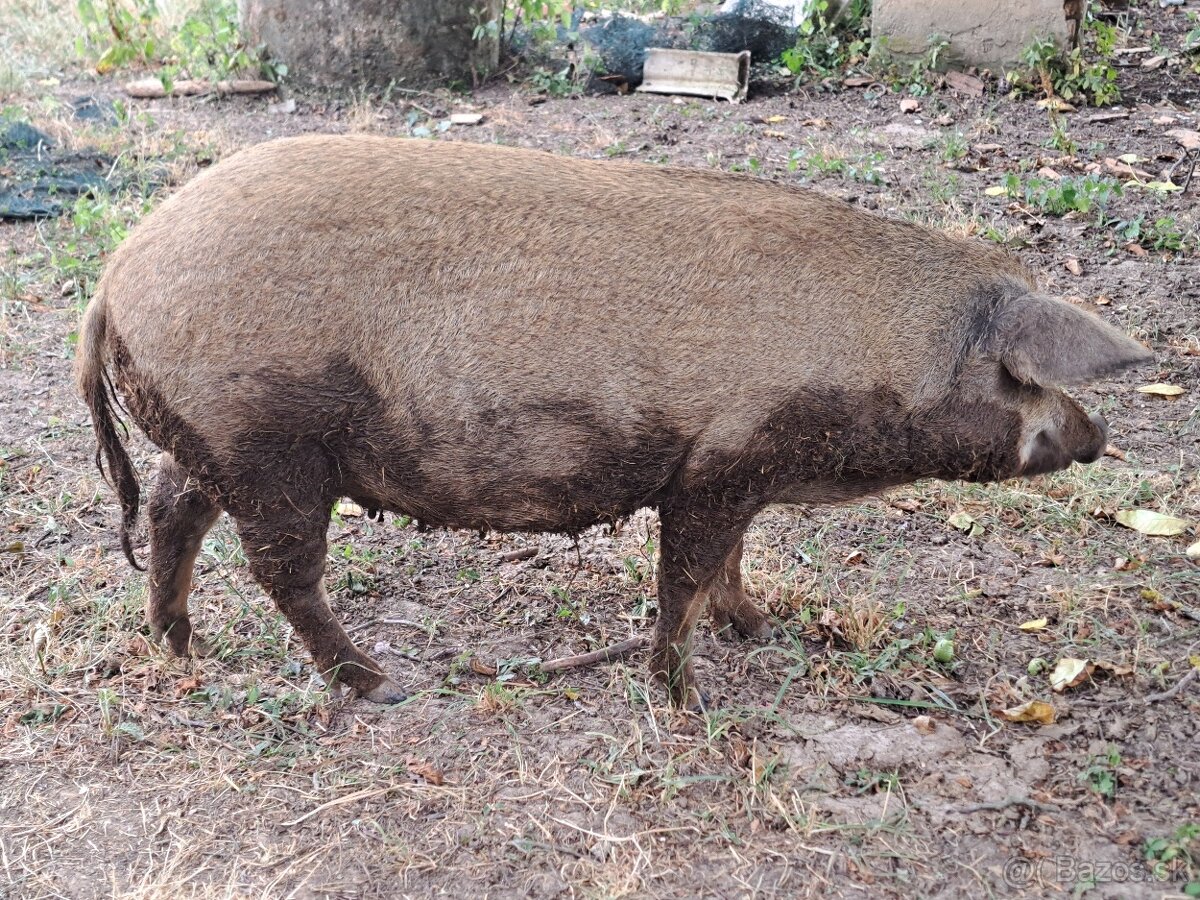 Mangalica prasná - 4