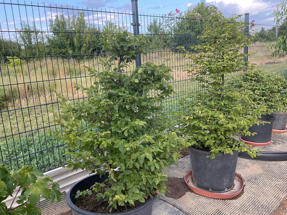 Predám yamadori - 4
