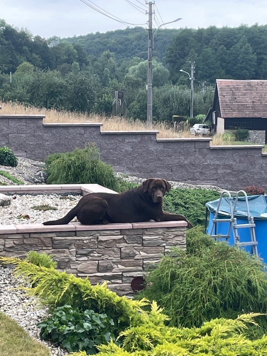 Hnedý Labrador na krytie - 4
