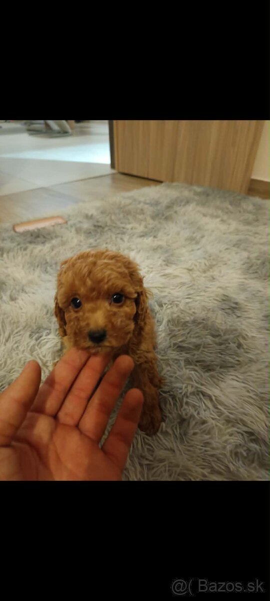 Toy pudel fenka / chalpec - 4