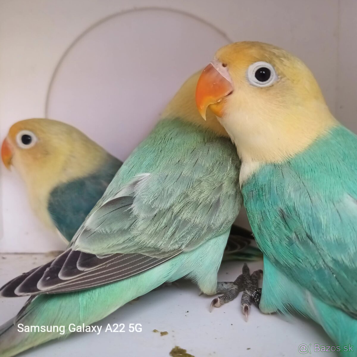 Agapornis fischer - 4