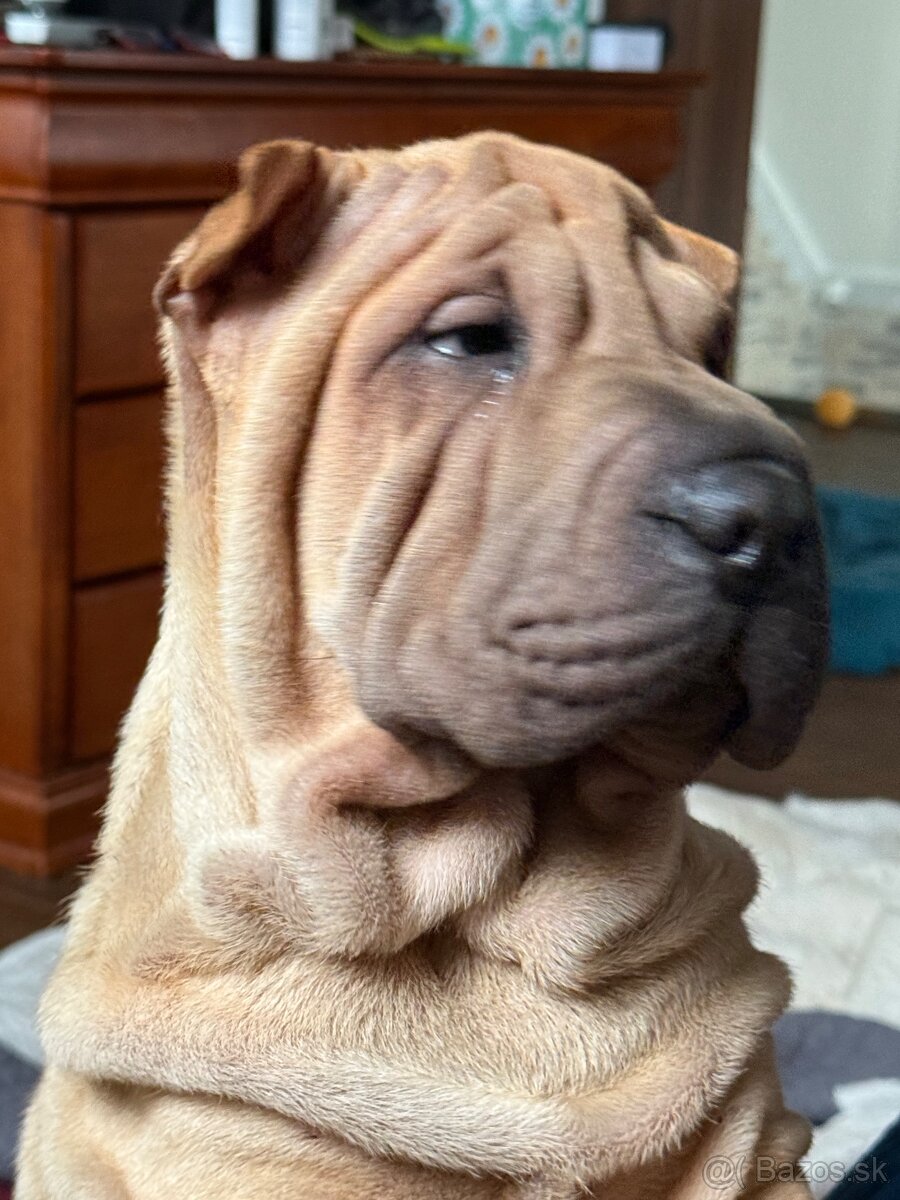 Šteniatka Shar Pei po rodičoch Európskych šampiónov na preda - 4