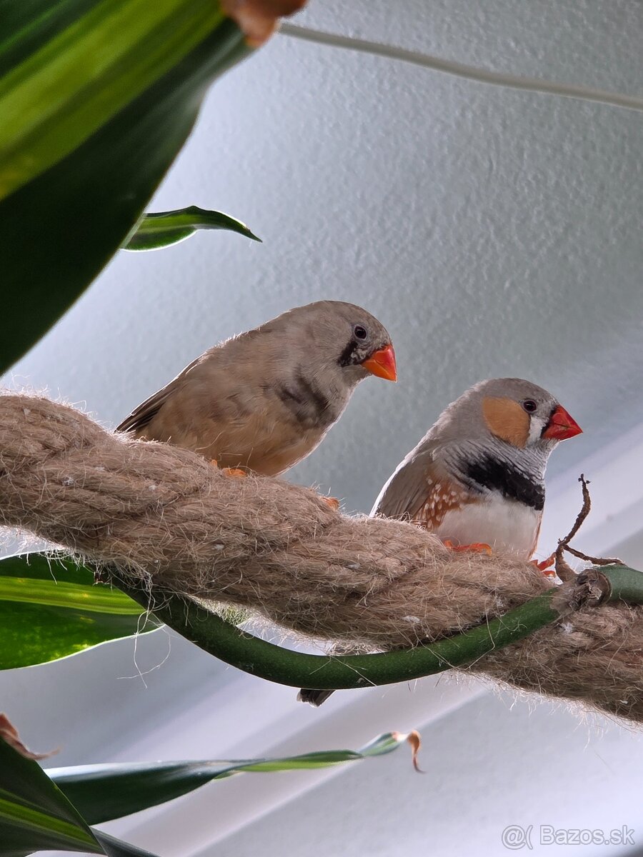 Nabízím zdarma 8 ks ptactva - 4