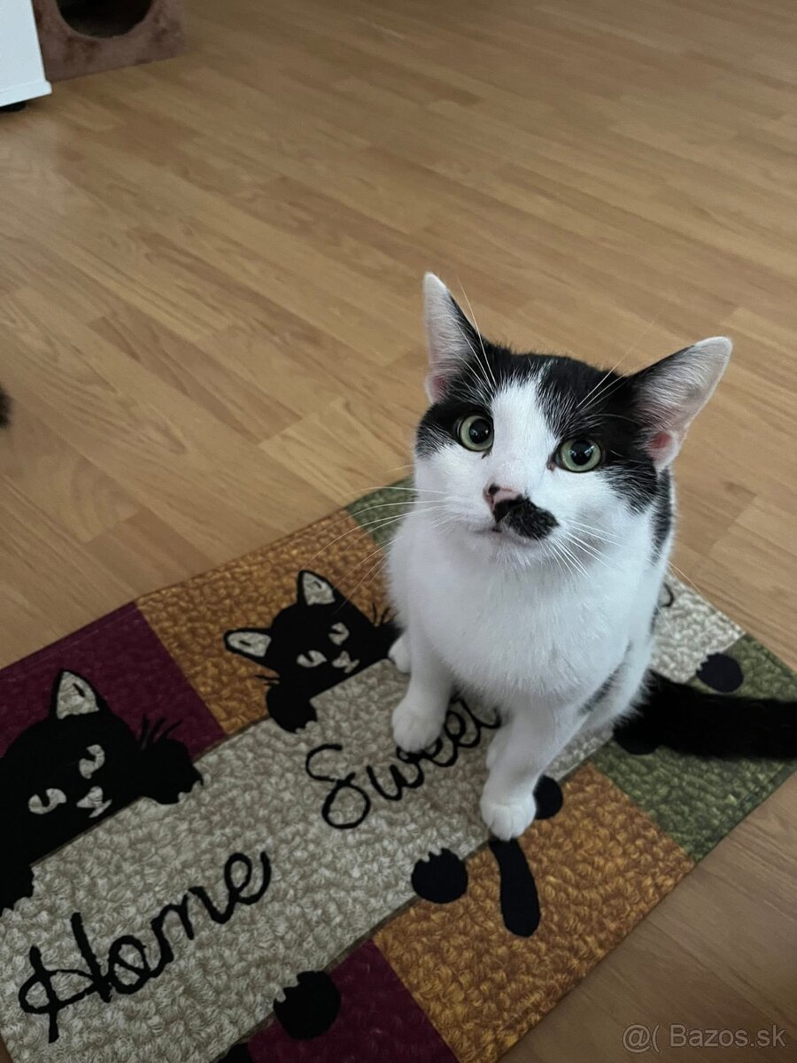 Darujem kocúrika - 4
