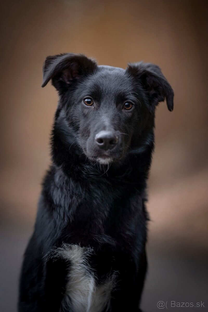 Darujem šteniatko - 4