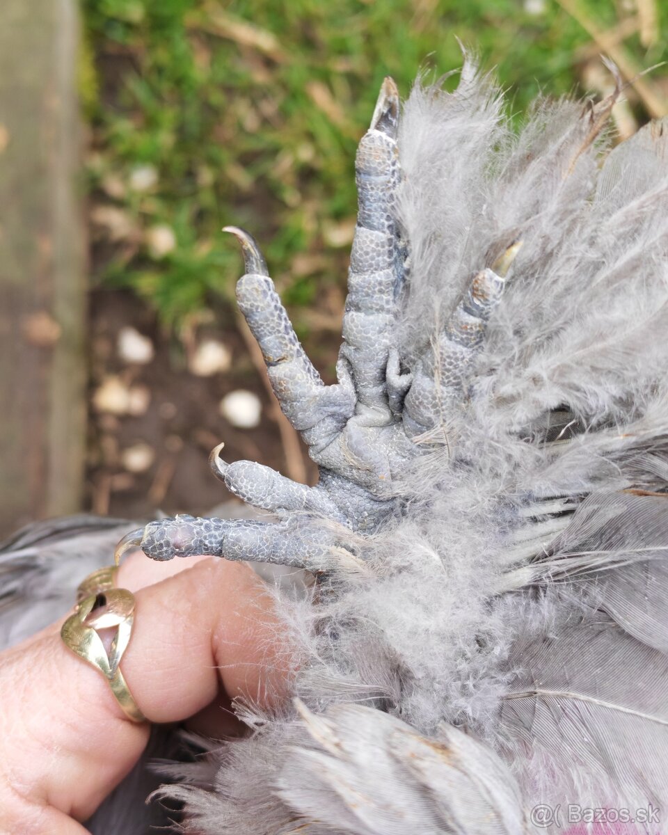 Kohútik USA satin - 4