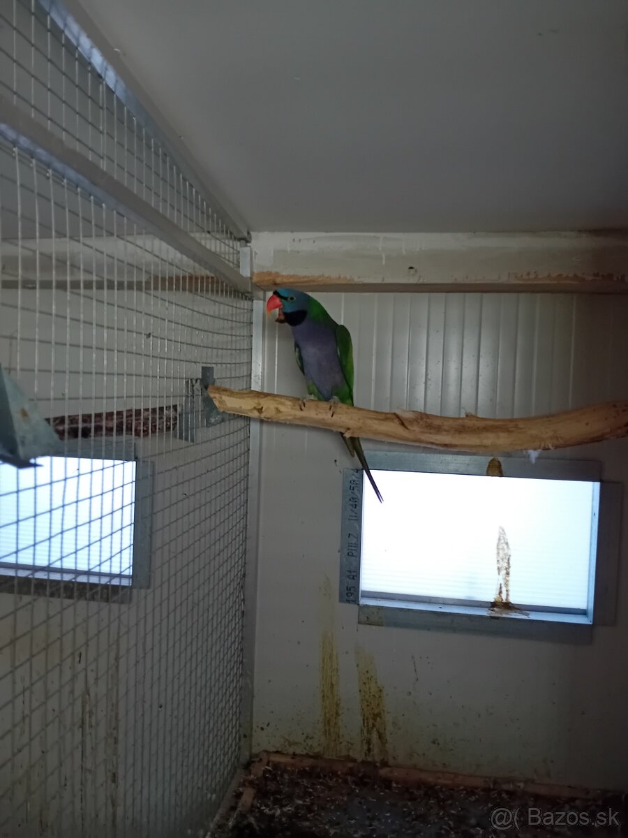 Alexander Čínský - 4