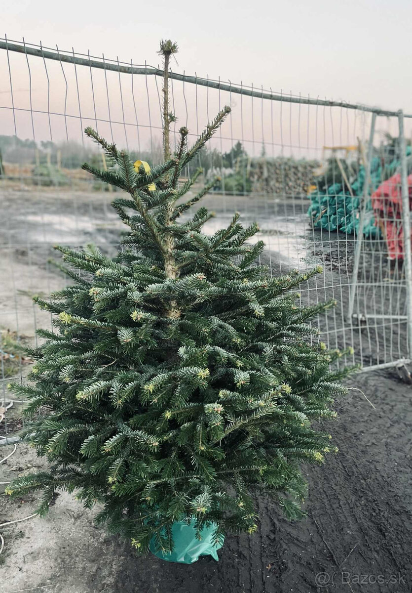 Kaukazská jedľa v kvetináči 1,50-1,80 smrekové vianočný stro - 4