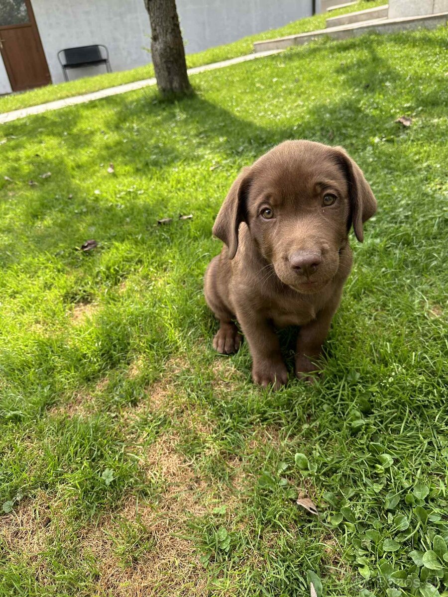 Labrador šteniatka - 4