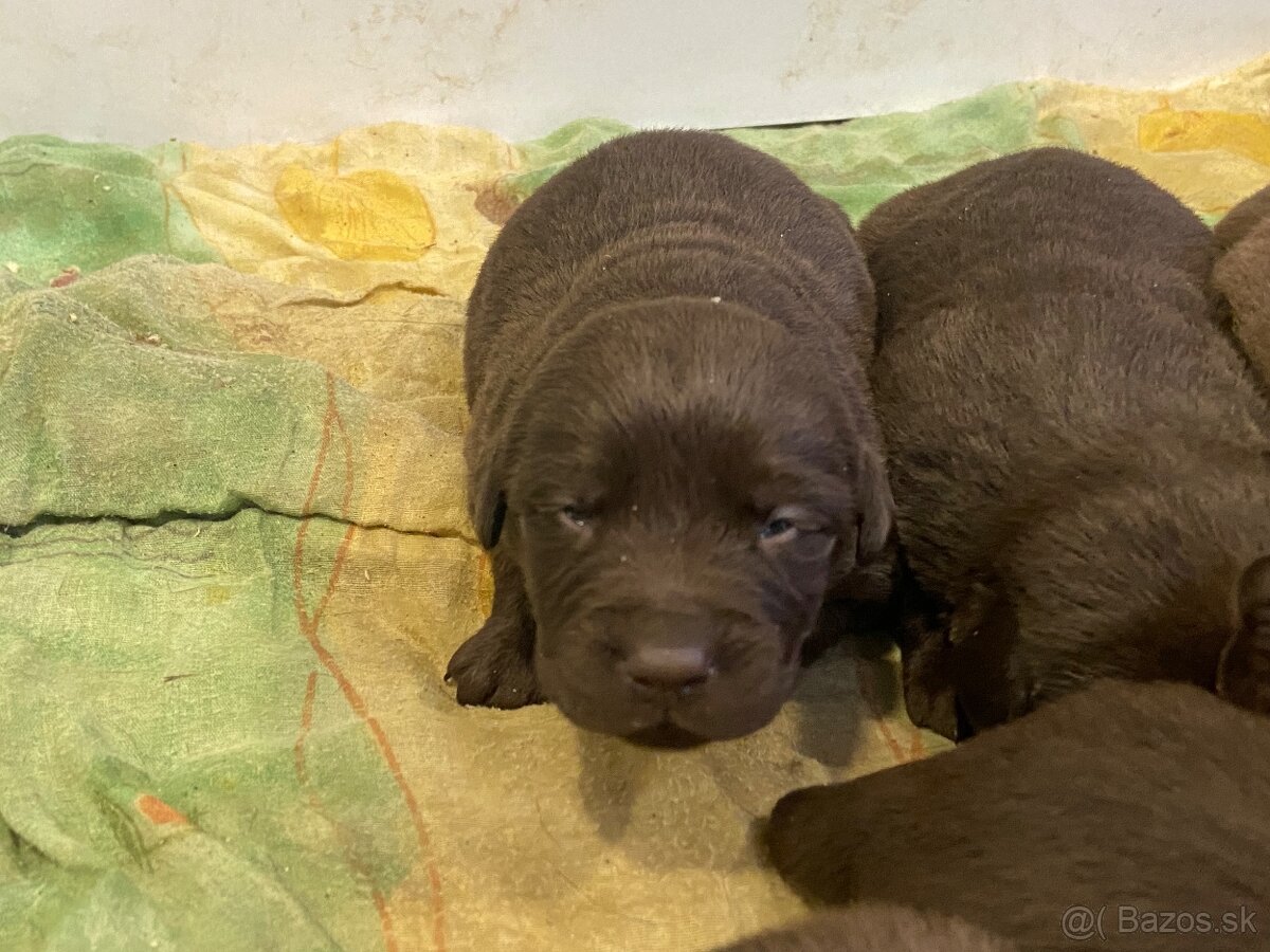 Labrador šteniatka - 4
