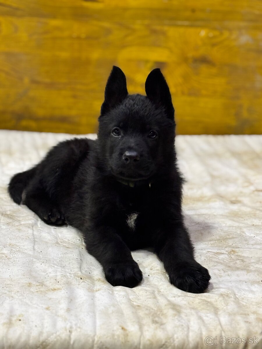 Šteniatka Nemecký ovčiak bez PP - 4