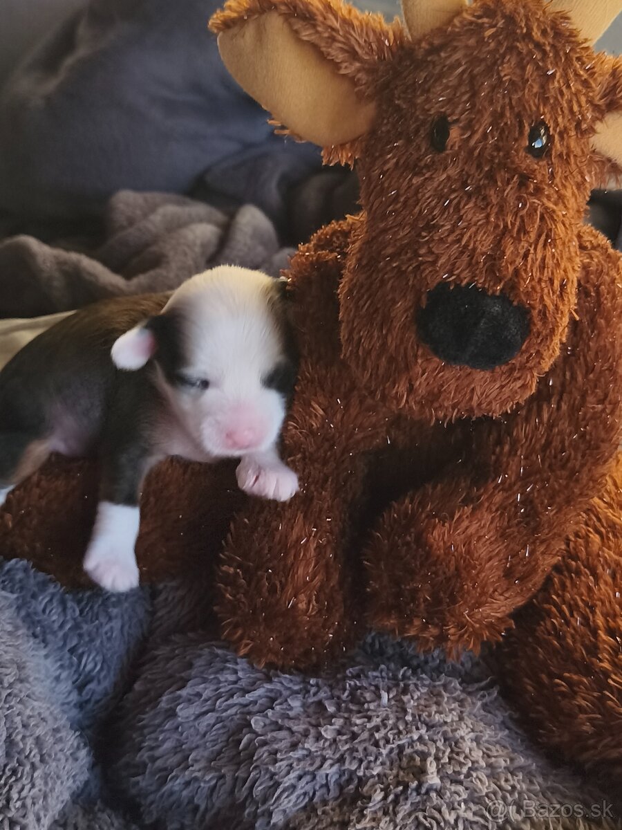 Čínsky chocholatý pes - 4