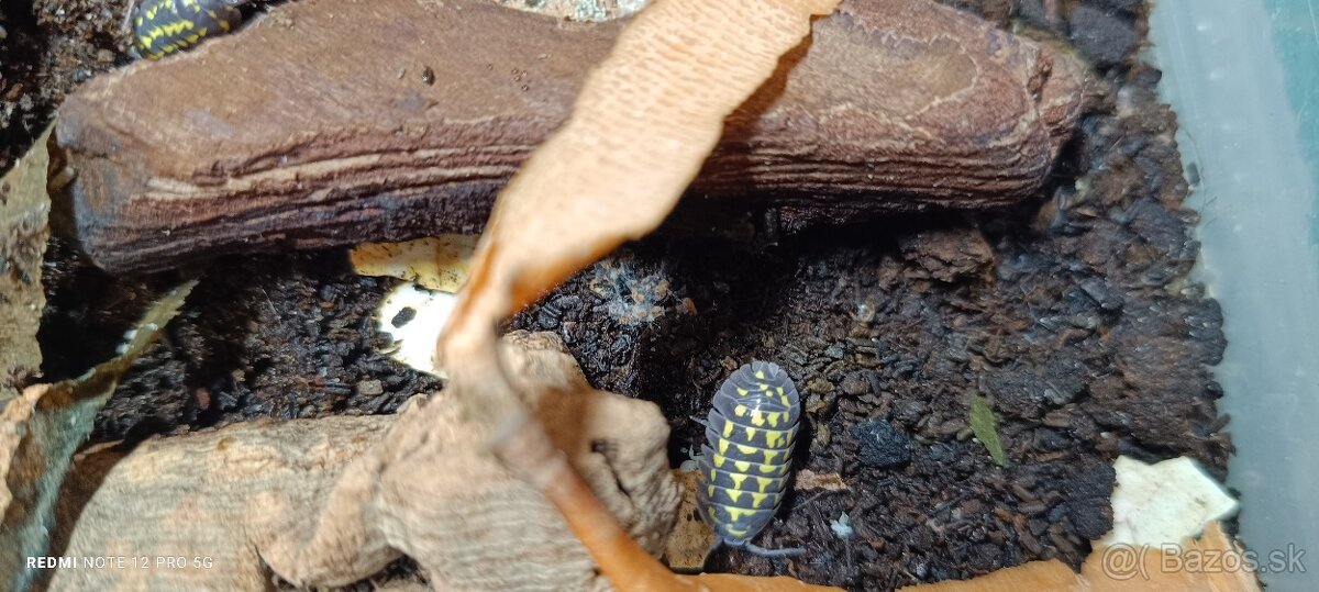 Isopoda celý chov - 4