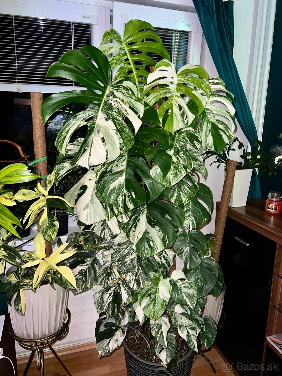 Monstera deliciosa albo - 4