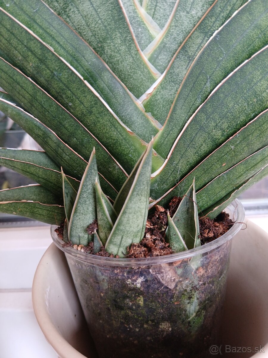 Sansevieria Ao77 - 4