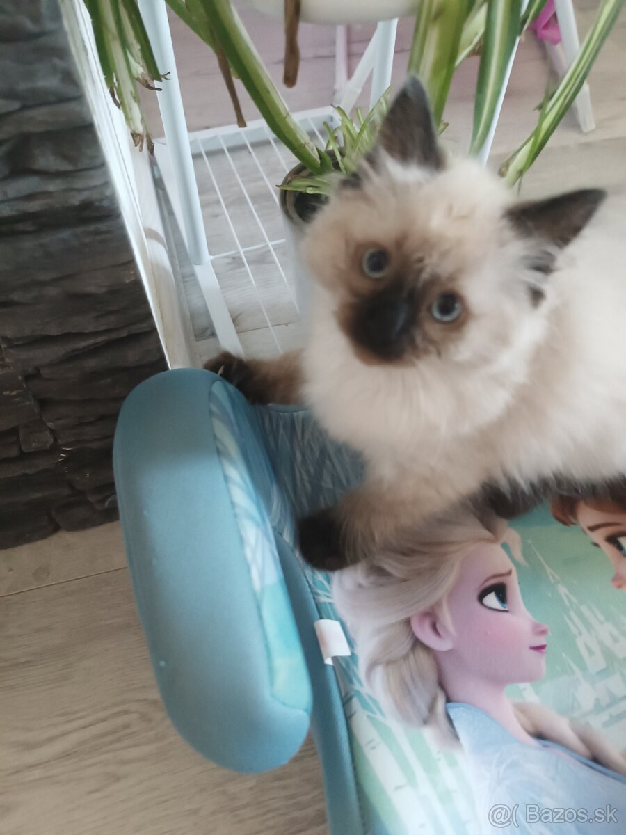 Mačiatka Ragdoll - 4