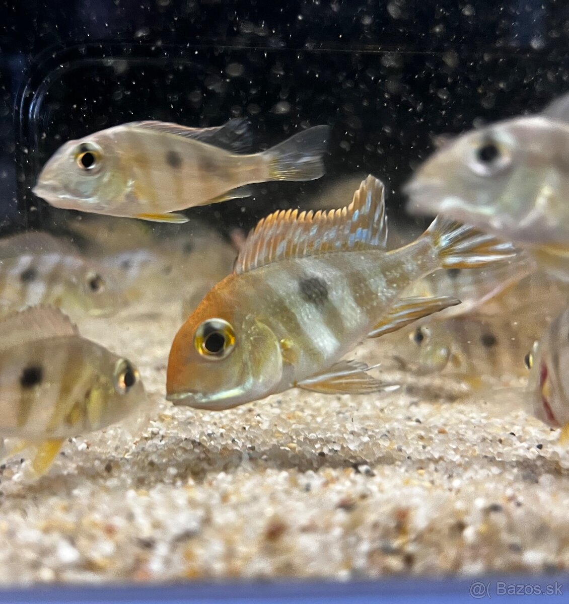 Geophagus sp. “Tapajos Red Head” - 4
