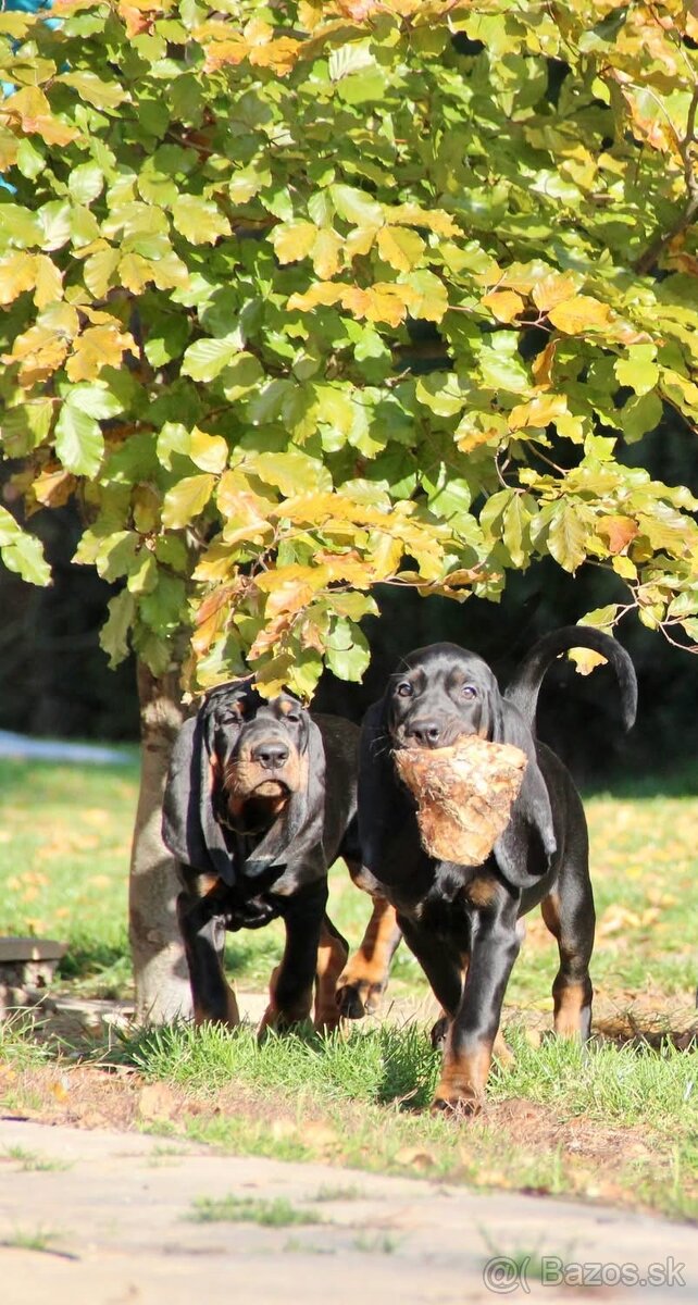 Americký mývalí pes- Black and Tan Coonhound - 4