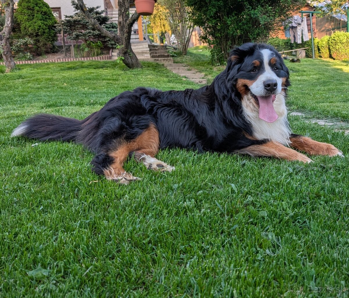 Bernský salašnícky pes - krytie - 4