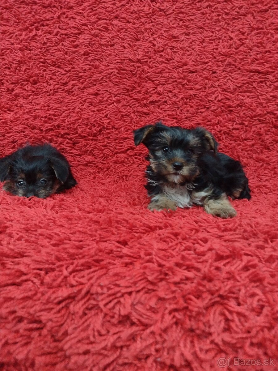 Yorkshirsky teriér, Yorkshire, York - 4