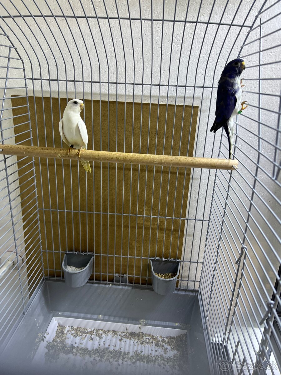 Neofema modrohlavá - 4