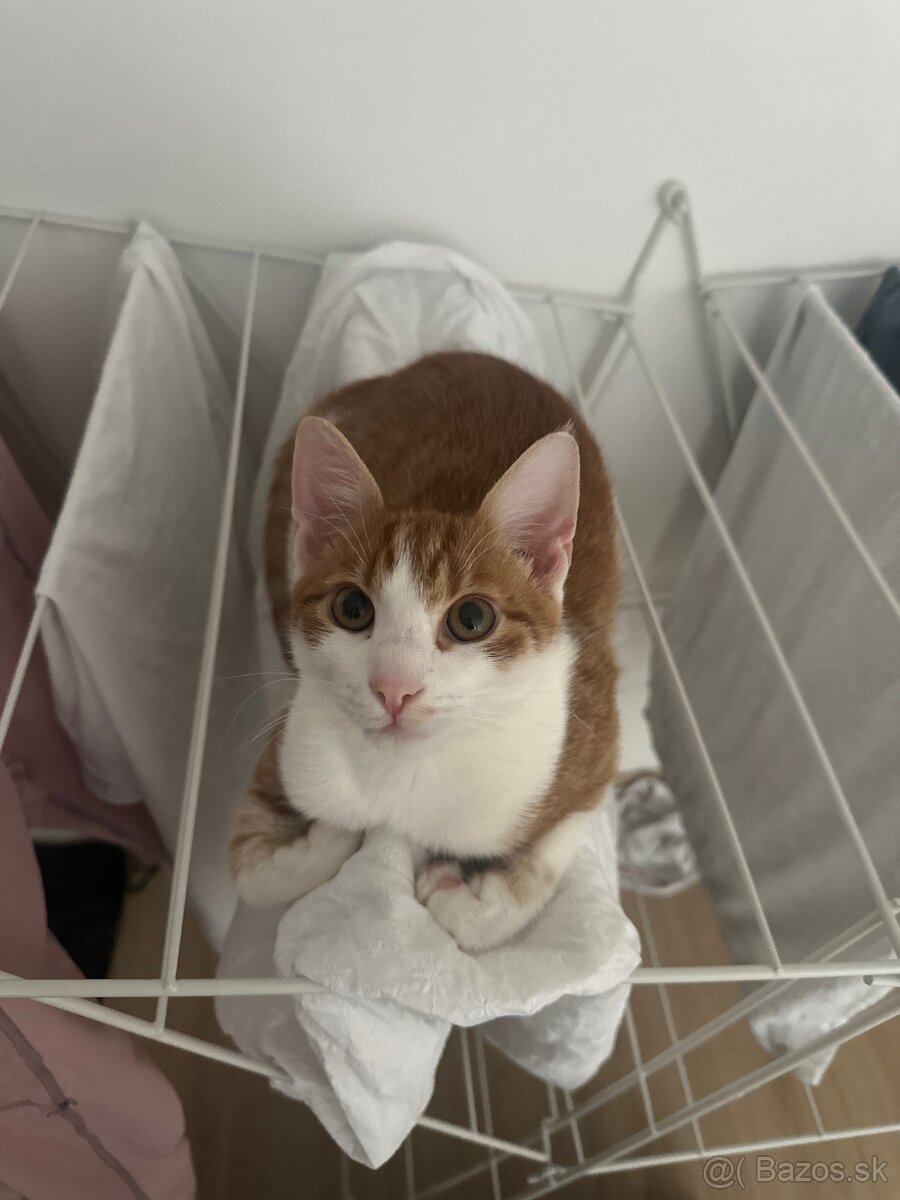 Kocur Rudolf zadarmo - 4