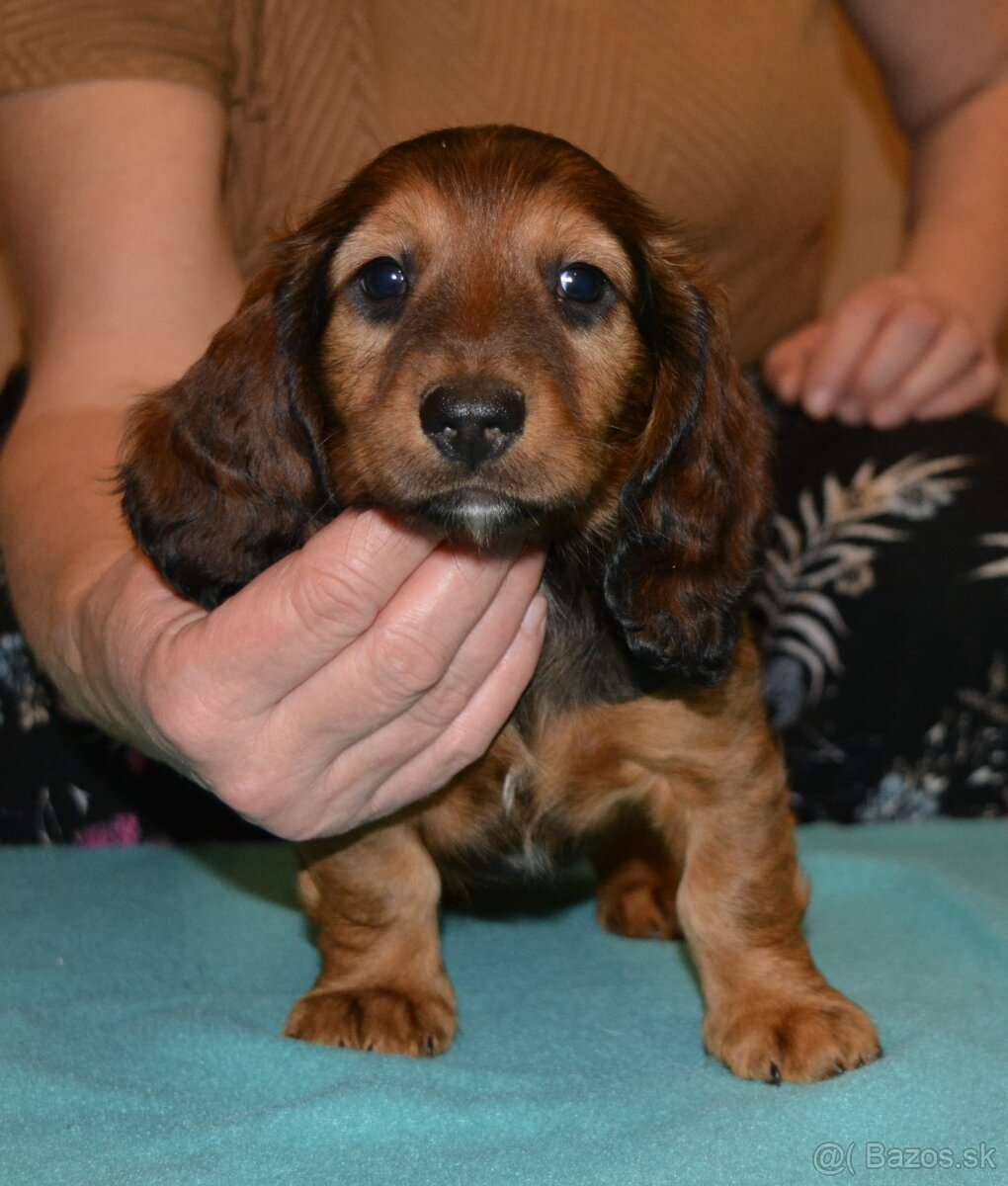 jazvečík dlhosrstý štandardný - 4